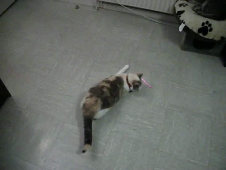 Le Chat le plus rapide de l'Ouest