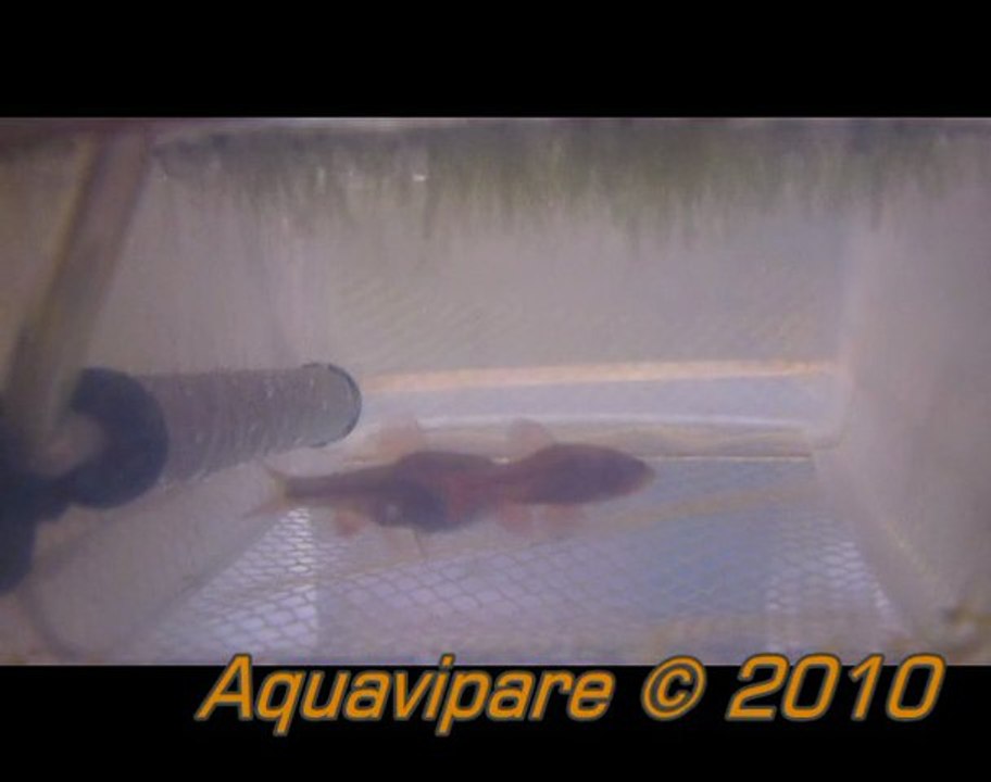 Ponte de barbus cerise (Puntius titteya)