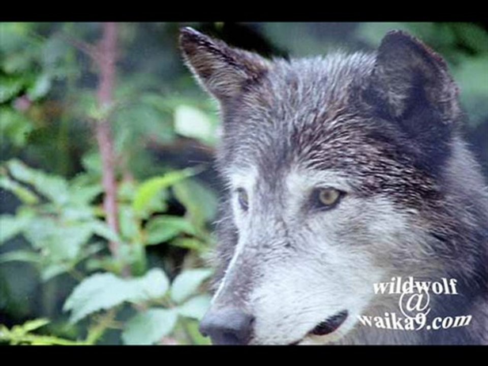 loup