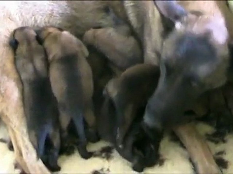 dakota 8 jours 2