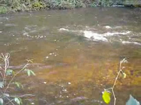 saumon sur l'aven le 1er janvier 2010