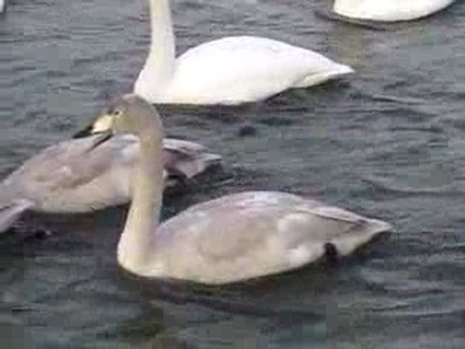 松川の白鳥