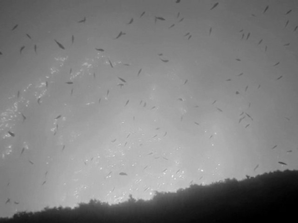 Noir et Blanc 2009