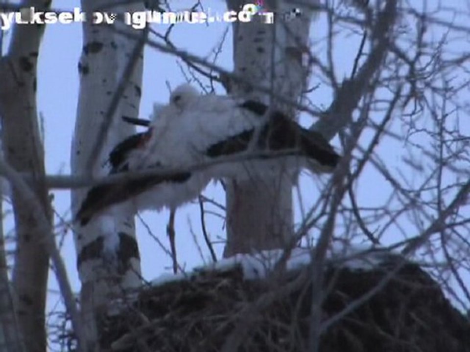 yuksekova leylekkurtarma