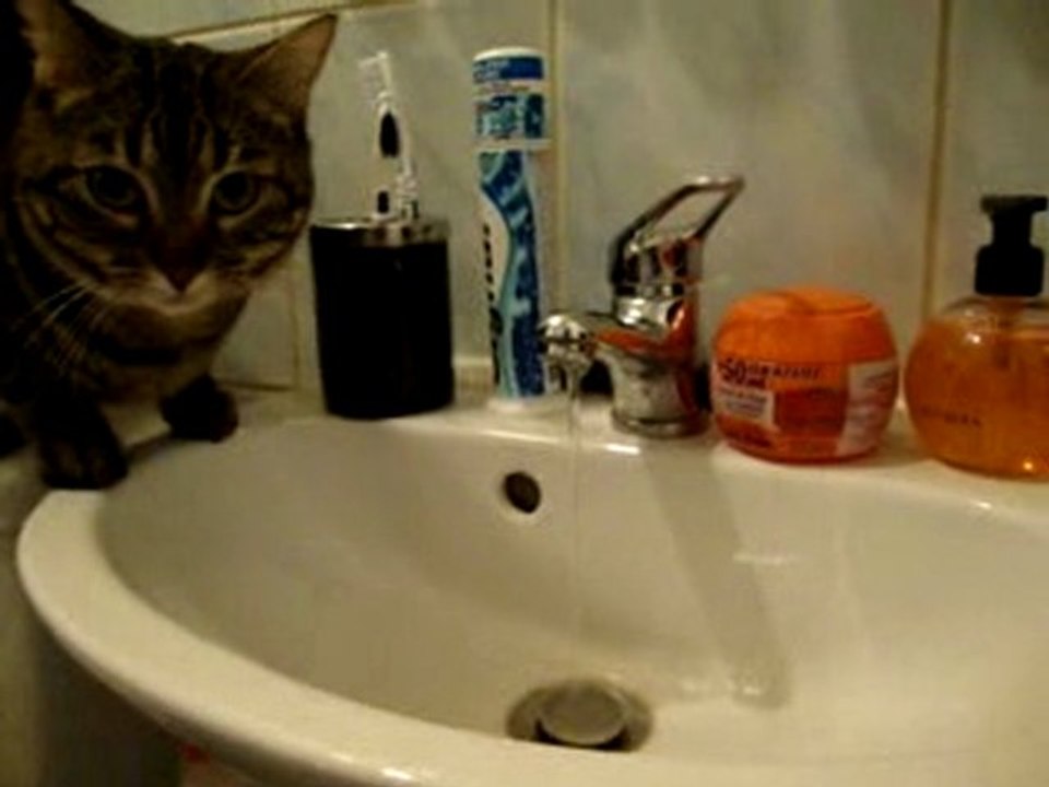 Chat qui boit au robinet