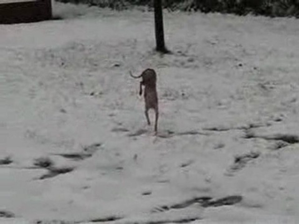 Chien qui n'aime pas la neige