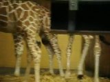 Girafes - Zoo de Cologne, Allemagne