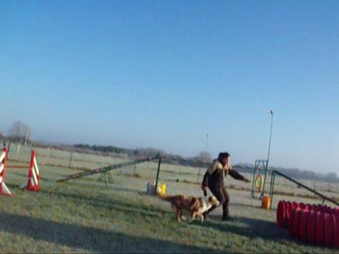 Bagheera, agility le 1er janvier 2009, entrées de tunnel