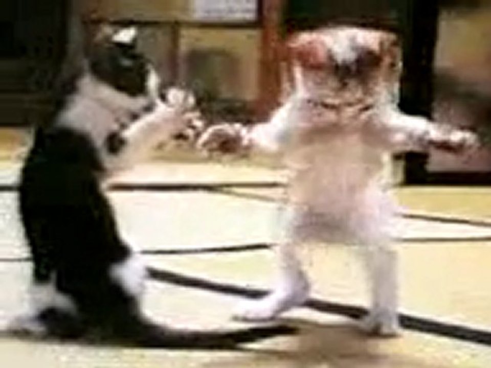 Petit chat --  parodie arabe