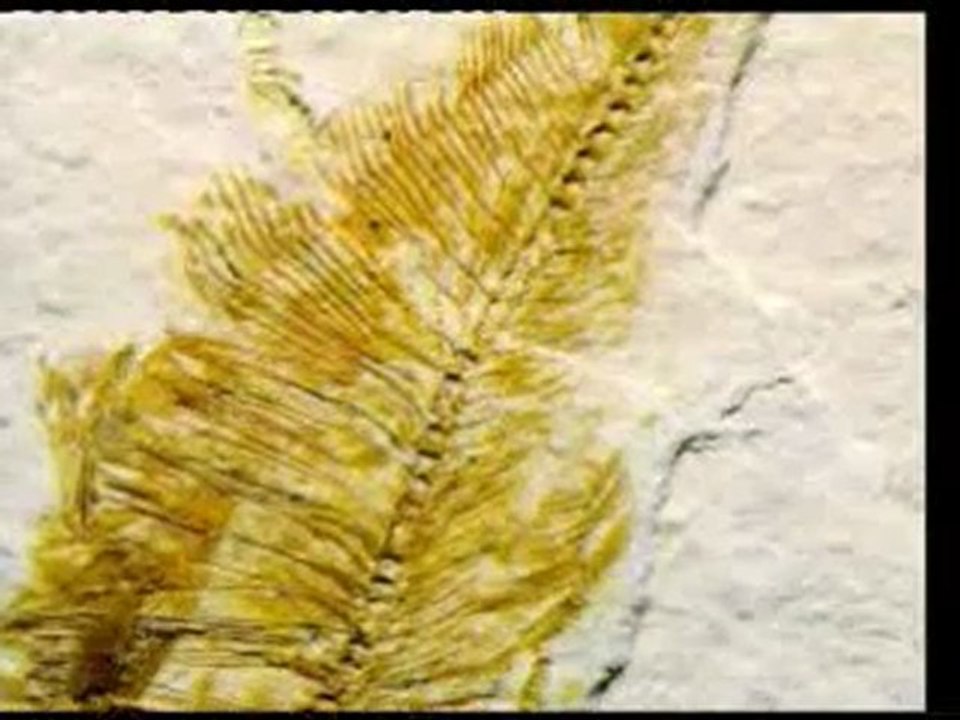 LA CHUTE DU DARWINISME ET LA CREATION N°3(1)