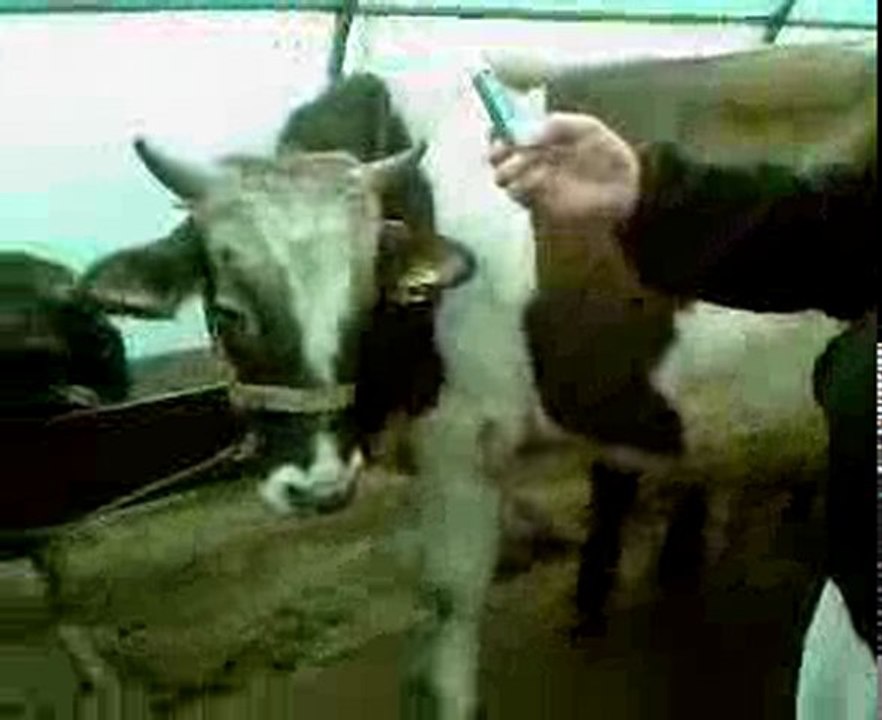 Video-0001kurban