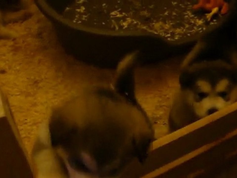 Mes chiots malamute