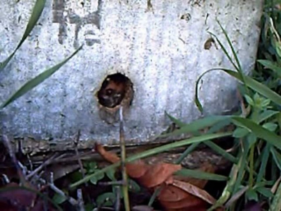 2009 nov les abeilles sortent toujours à 600m d'altitude