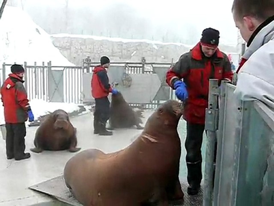 Les morses au parc aquatique du Quebec le 11/02/2009