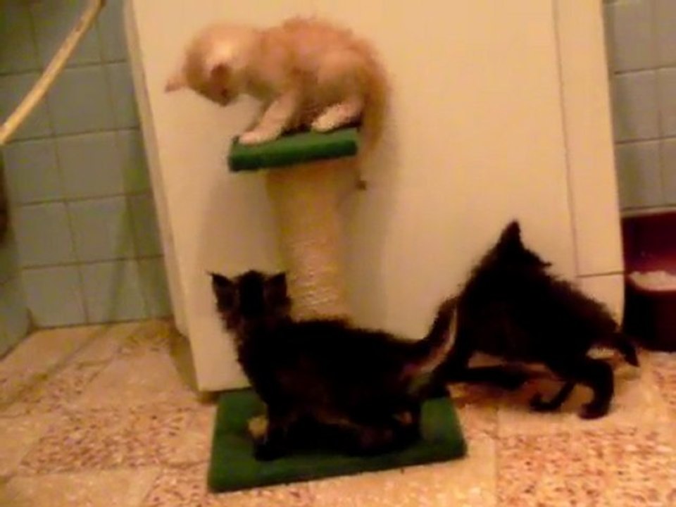 chatons et arbre à chats