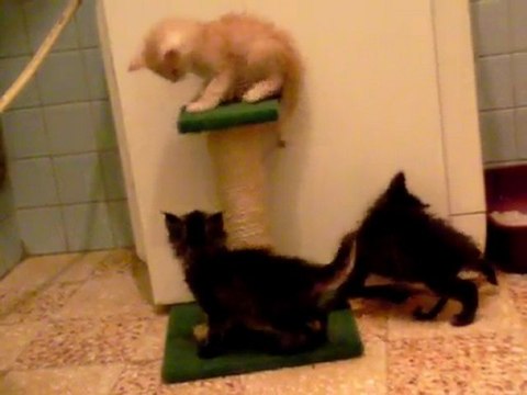 chatons et arbre à chats