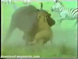 Buffalo Saves Calf From Lion Attack