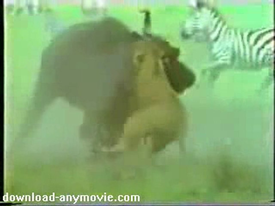 Buffalo Saves Calf From Lion Attack