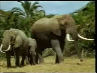 LA CHUTE DU DARWINISME ET LA CREATION  N°7