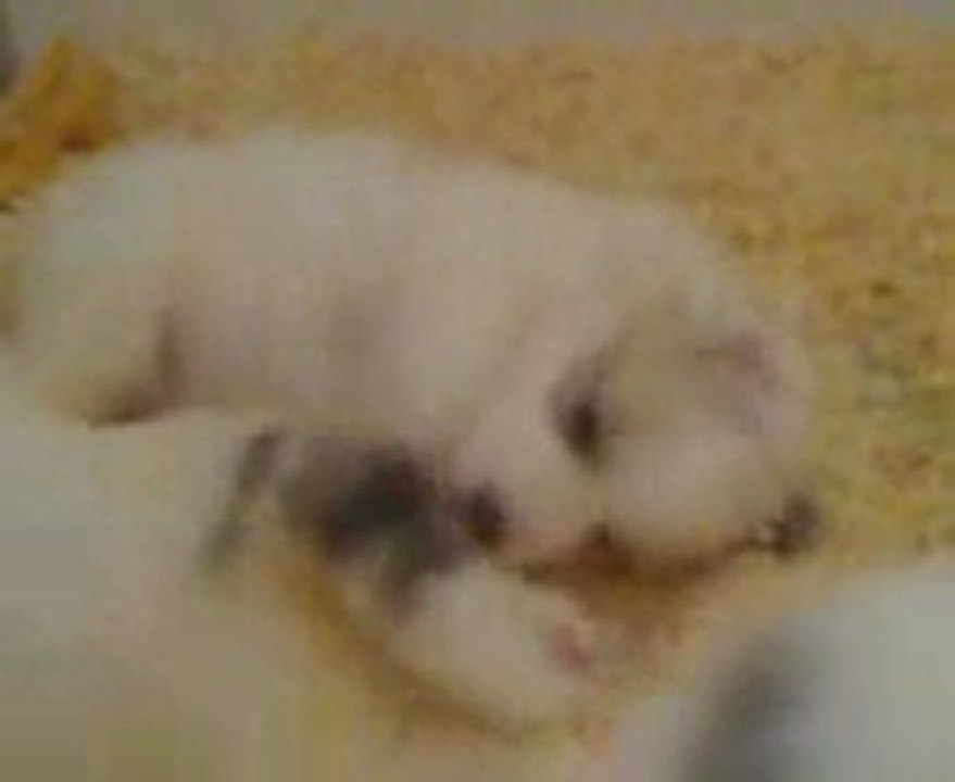 Chiot Patou (Montagne des pyrénées) du Haras de Chante-Neige