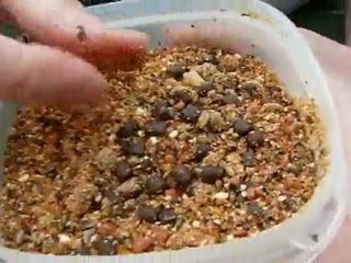 Appât - Confection stick carpe - Part 1