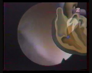 Serce i układ krążenia