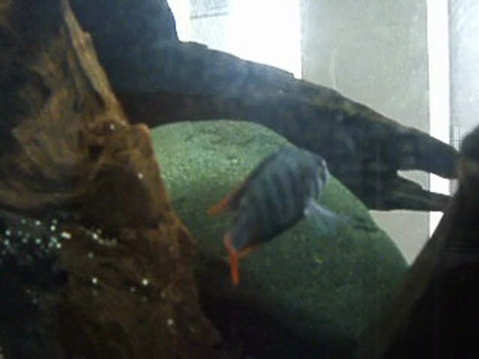 haplochromis sp 'blue obliquidens'