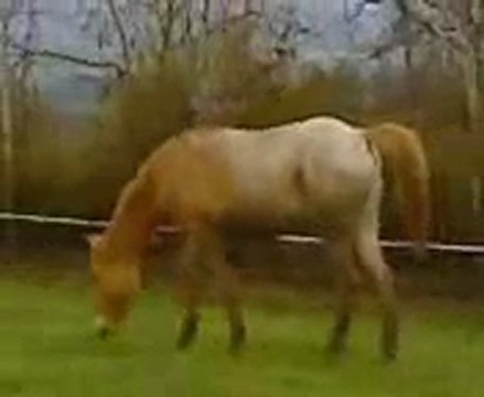 Appaloosa pleins papiers, poulain du haras de Chante-neige