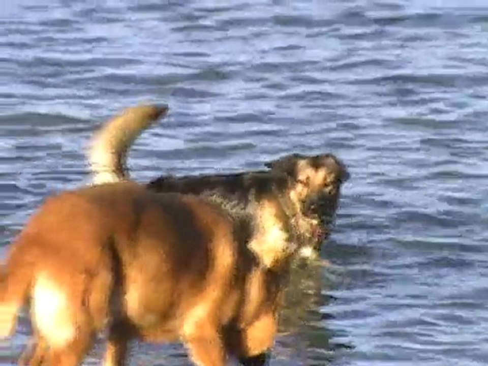 cheyenne quelques tour d'obérythmée