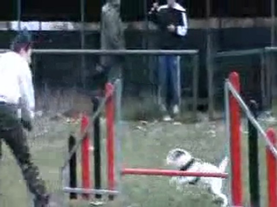 entrainement agility 2 janv 2010