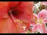Colored Petals Chris Spheeris - Carino