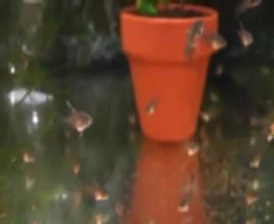 Angelfish Breeding Secrets Revealed