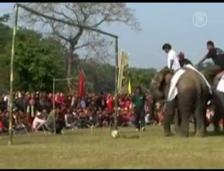 Des éléphants qui jouent au Foot !