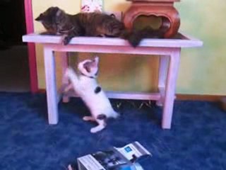 Chatons embete gros Chat.