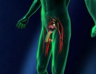 Disfuncion erectil (v.o. ingles)