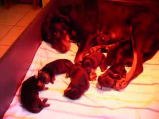 Chiots de Coriace et de Turbo