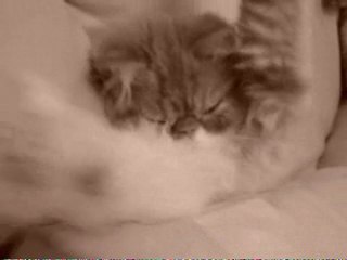 Comme Moi Au Réveil