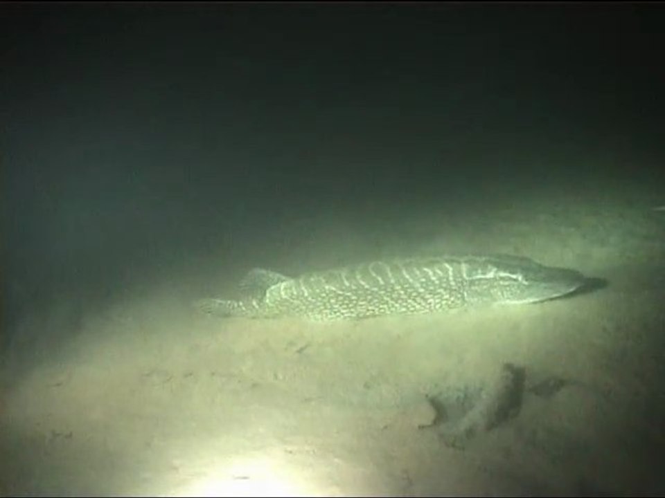 brochets du lac Léman