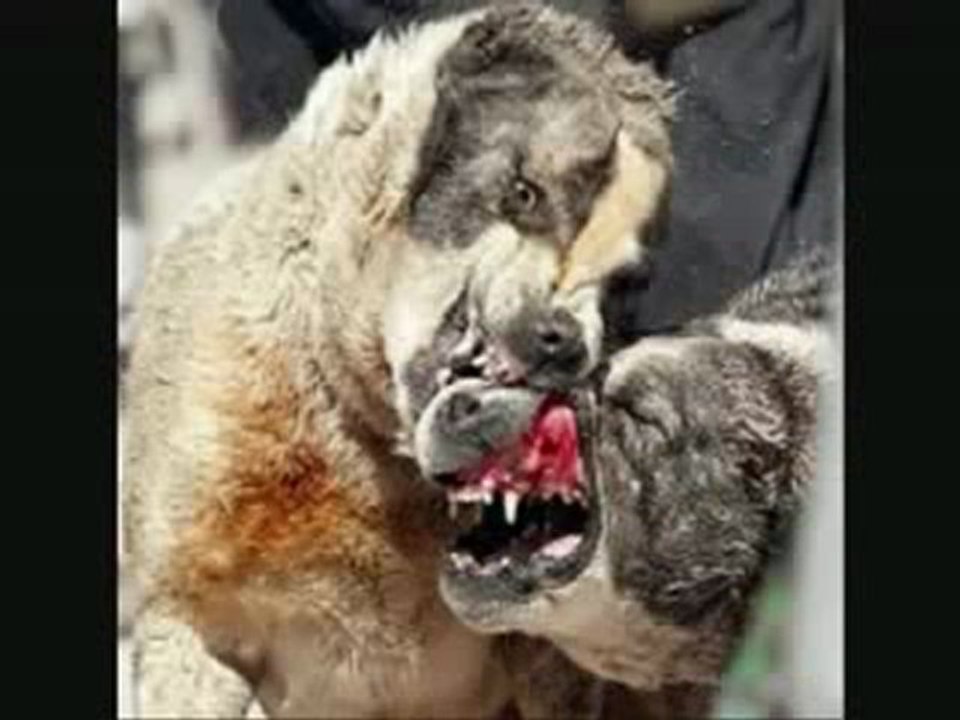 caranbita ouli  mdr  bébé el gitano