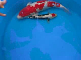 nieuwe KOI kijken. kims koi Kemperhout