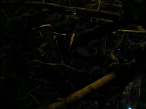 Nouvel An 2010 - Descends ! mais descends Simon !