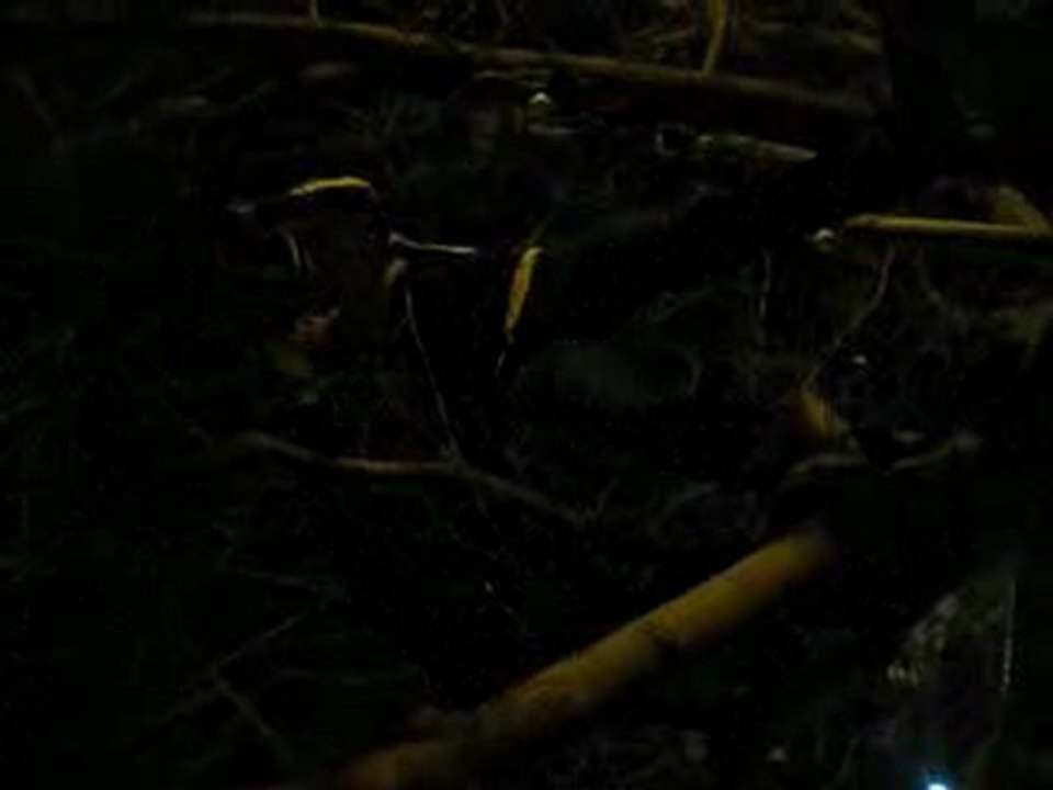 Nouvel An 2010 - Descends ! mais descends Simon !