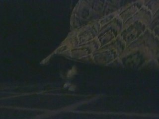 Pet This Kitty - A House Cat Gone Wild