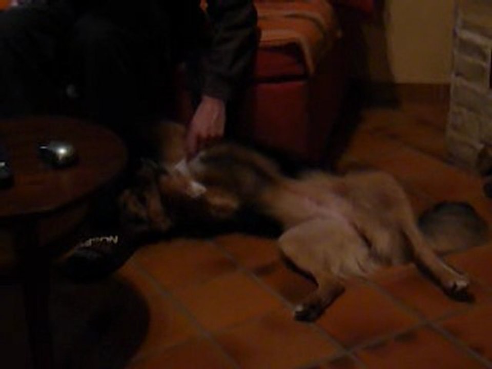 lucia (chien)