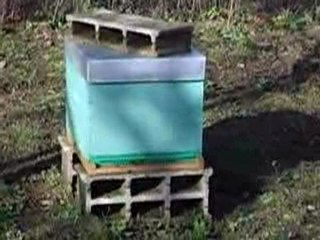 Sortie des abeilles le 26/12/2009