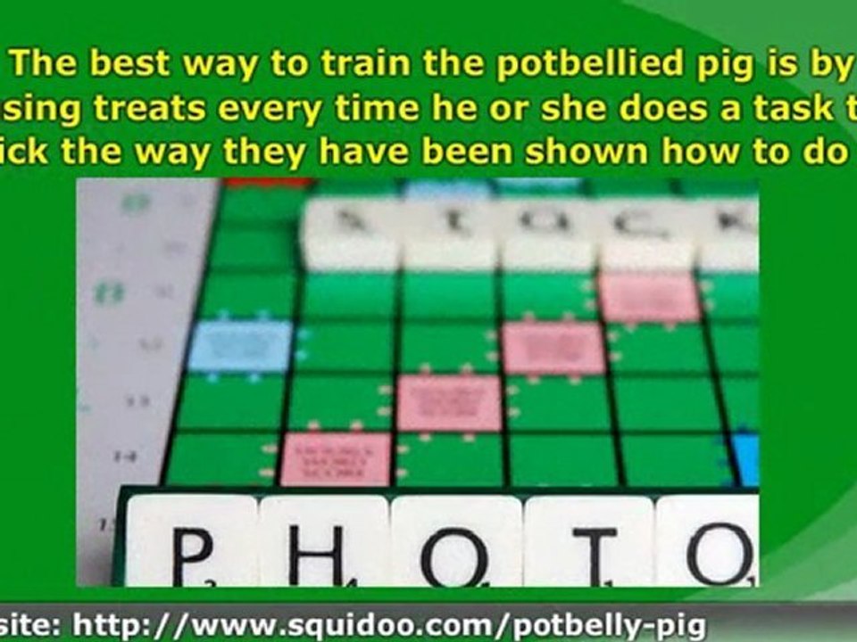 Do You Want to Adopt a Potbellied Pig?