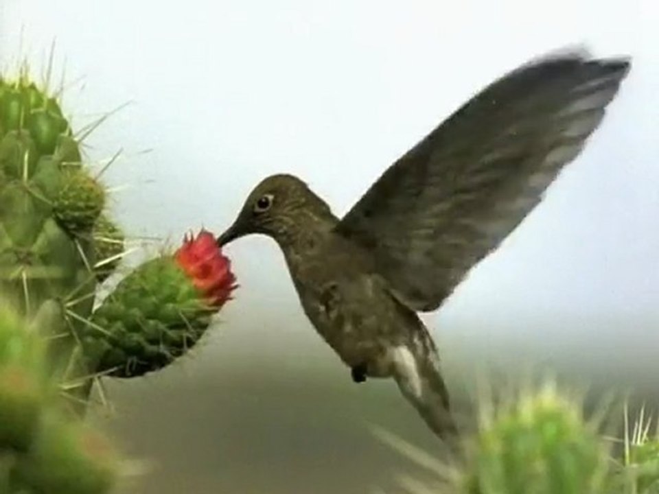 COLIBRI - AERODINAMICA DEL COLIBRI - DOCUMENTAL