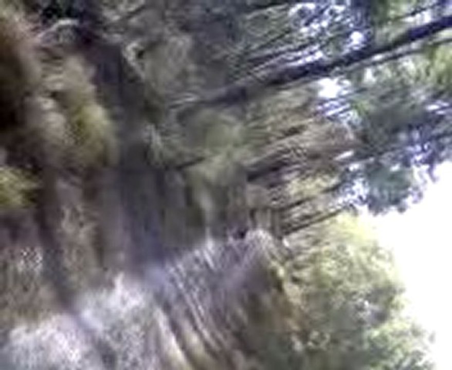 concert de cigales dans le sud-ouest