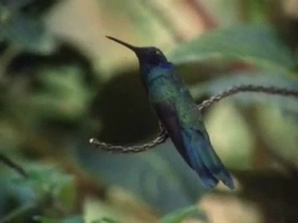 COLIBRI - COLIBRI LA JOYA DE SUDAMERICA - DOCUMENTAL