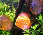 discus chez dany et marc